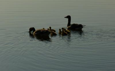 利用技術工具:使用語言學習應用程序、在線...