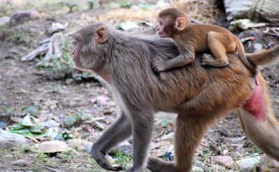 基本經濟制度的作用