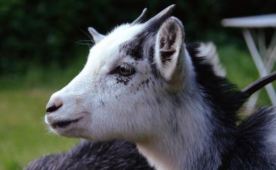 ����Щ��δ�wĆ��}��Ԕ�����������rͻ��...