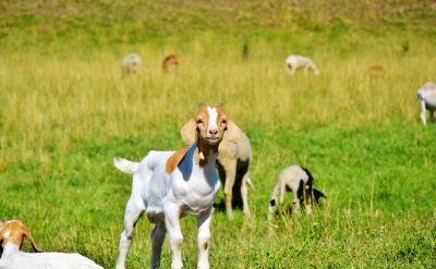 3. 客觀分析,鼓勵改進