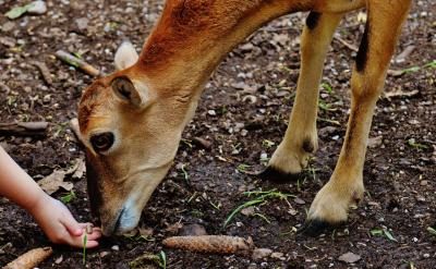 三、采用多種記憶方法