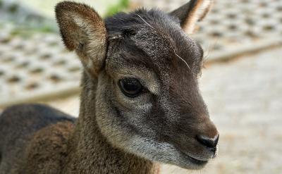 4���ᭇˮ���D