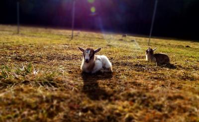 ƪ4���߿��Z(y��)�����}څ��(sh��)����