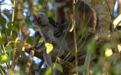 PĺӵĳLǸĸҪ؟҂ԓ...