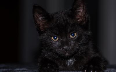 艾米的成長(zhǎng)經(jīng)歷告訴我們,天才兒童的成長(zhǎng)并...