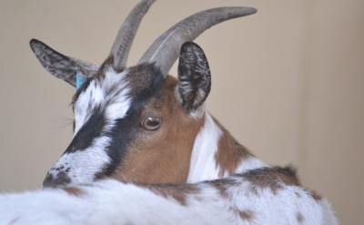 孩子,愿你滿足于做一個幸福的吃貨,在每一...