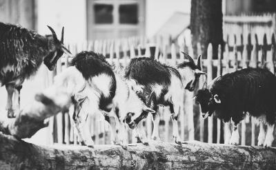 �̎��Ľ̌W����Ҳ��Ҫ�������¡����y������...